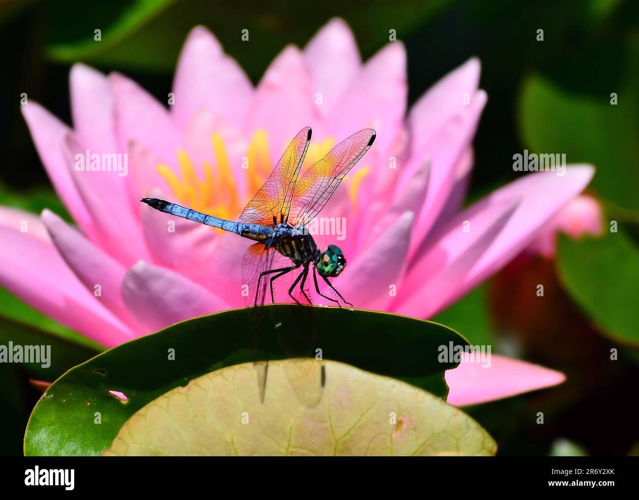 A Dragonfly sitting in front of a pink water lily Stock Photo - Alamy