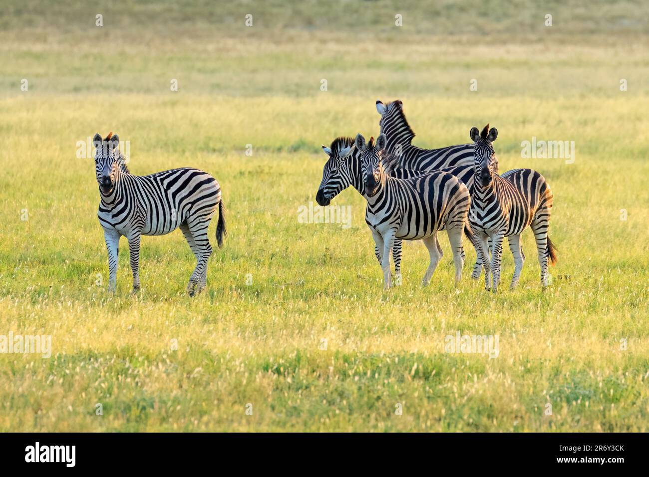 Africa sunset plains zebra hi-res stock photography and images - Alamy