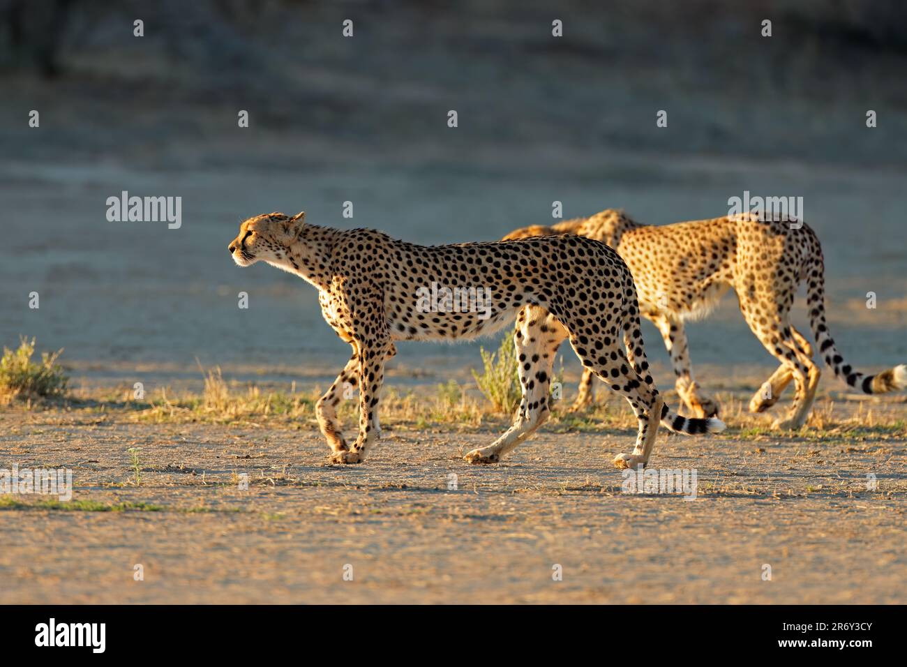 Two cheetahs (Acinonyx jubatus) stalking in natural habitat, Kalahari desert, South Africa Stock Photo