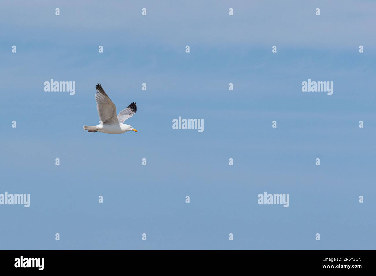 By the sea, there are many seagulls flying around. Stock Photo
