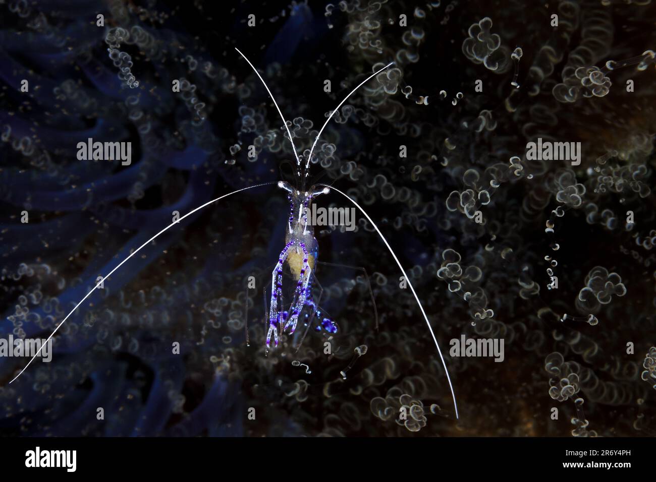 A Peterson Cleaner Shrimp, aka Pederson Shrimp, awaits the next