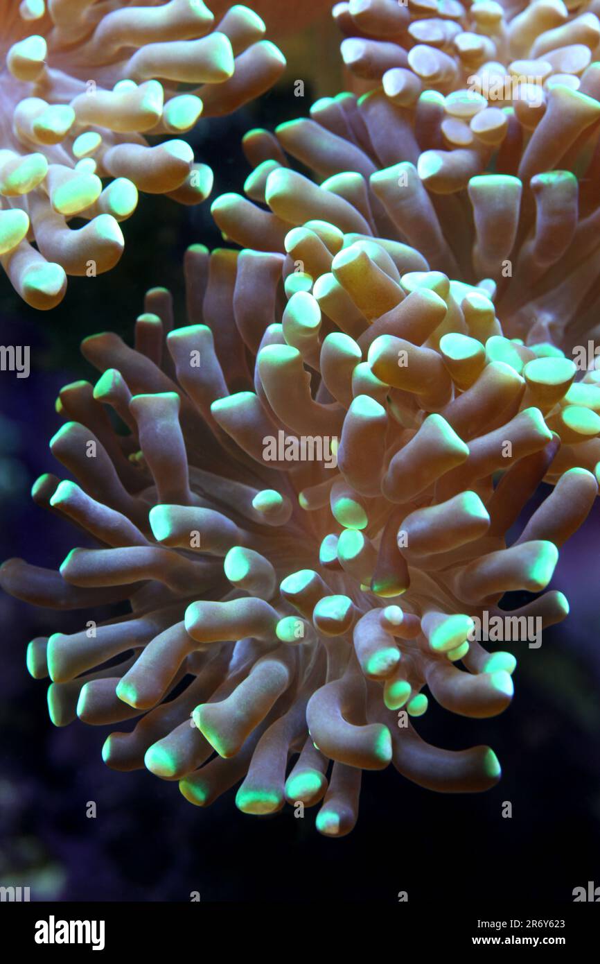 Hammerhead coral [ Euphyllia sp ] in marine reef aquarium Stock Photo