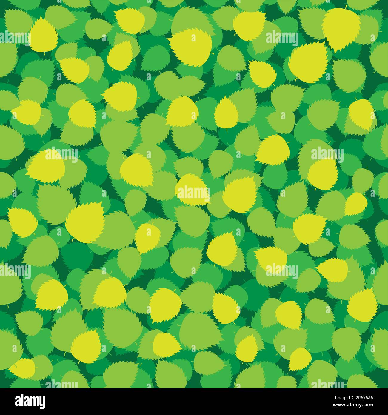 Yellow birch Stock Vector Images Alamy