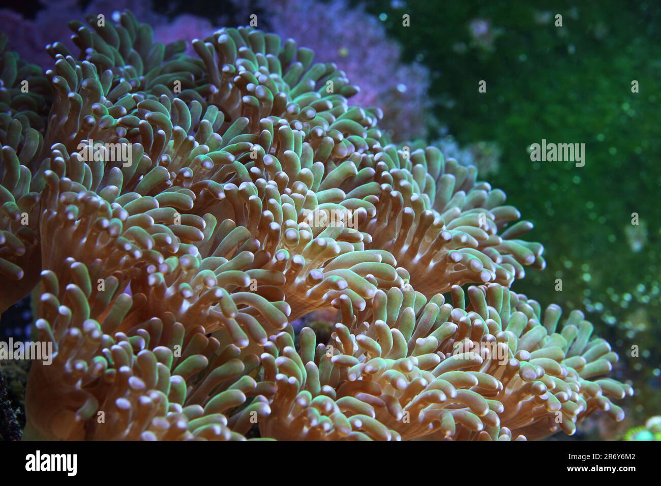 Hammerhead coral [ Euphyllia sp ] in marine reef aquarium Stock Photo