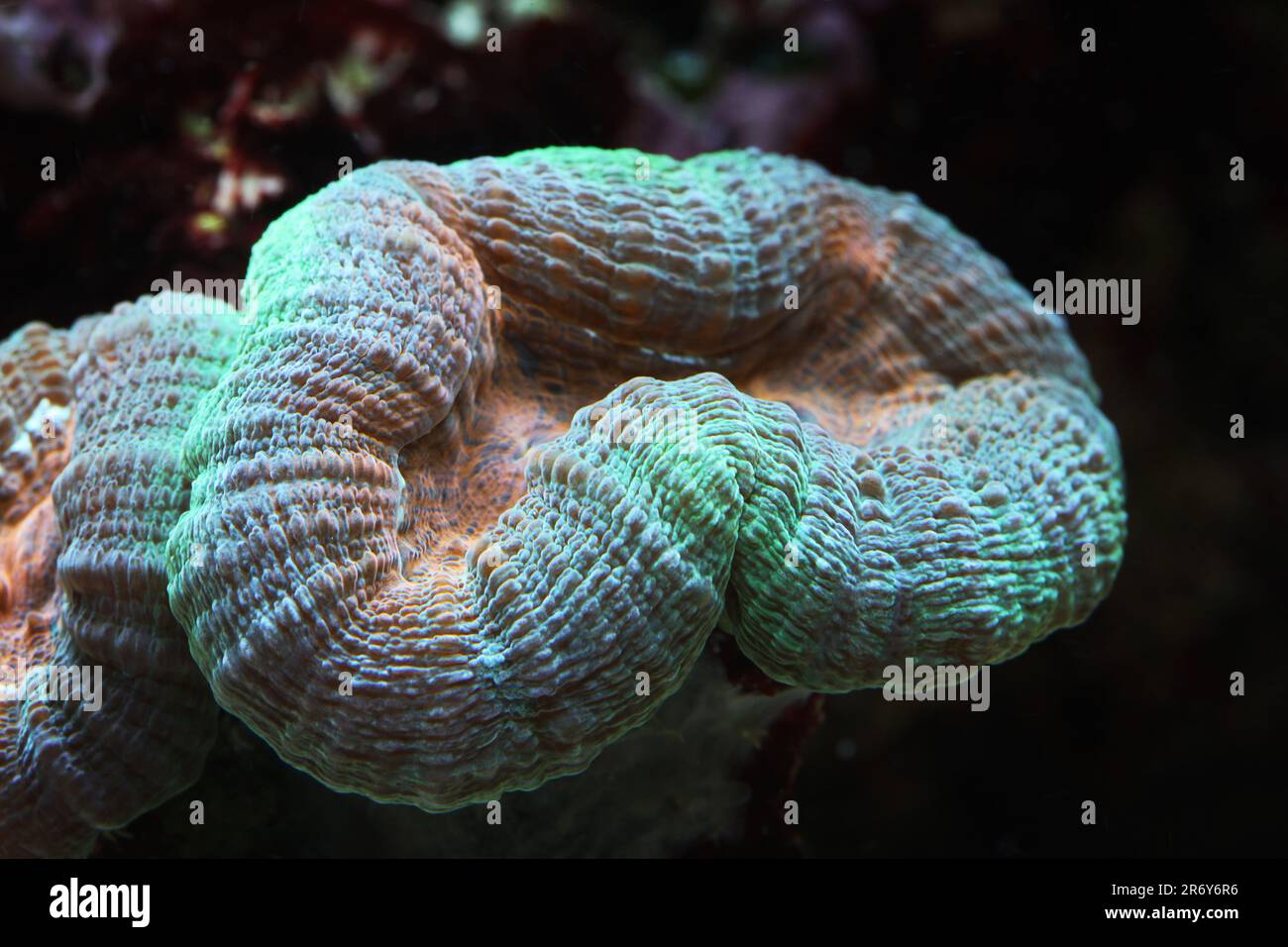 LPS coral [ Lobophyllia sp ] in marine reef aquarium Stock Photo