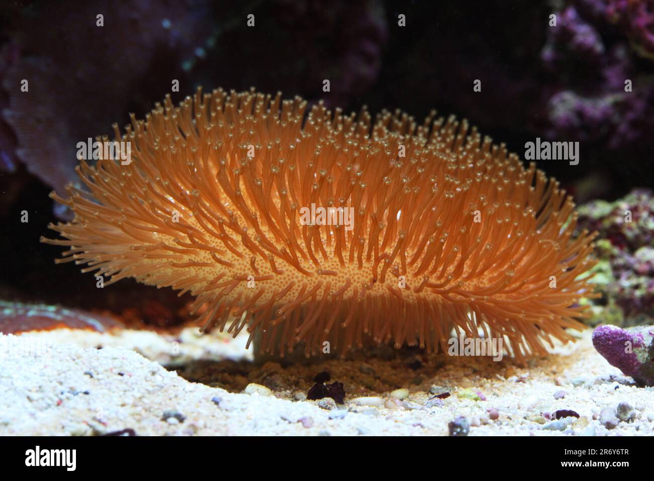 Leather coral [ Sarcophyton sp ]in marine reef aquarium Stock Photo