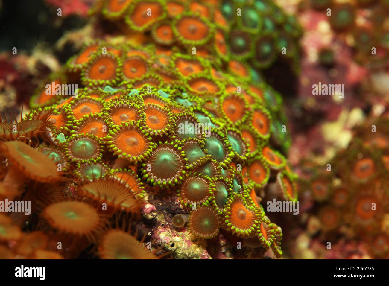 Small cluster of Soft corals [ Zoanthus sp. ] in marine reef  aquarium Stock Photo