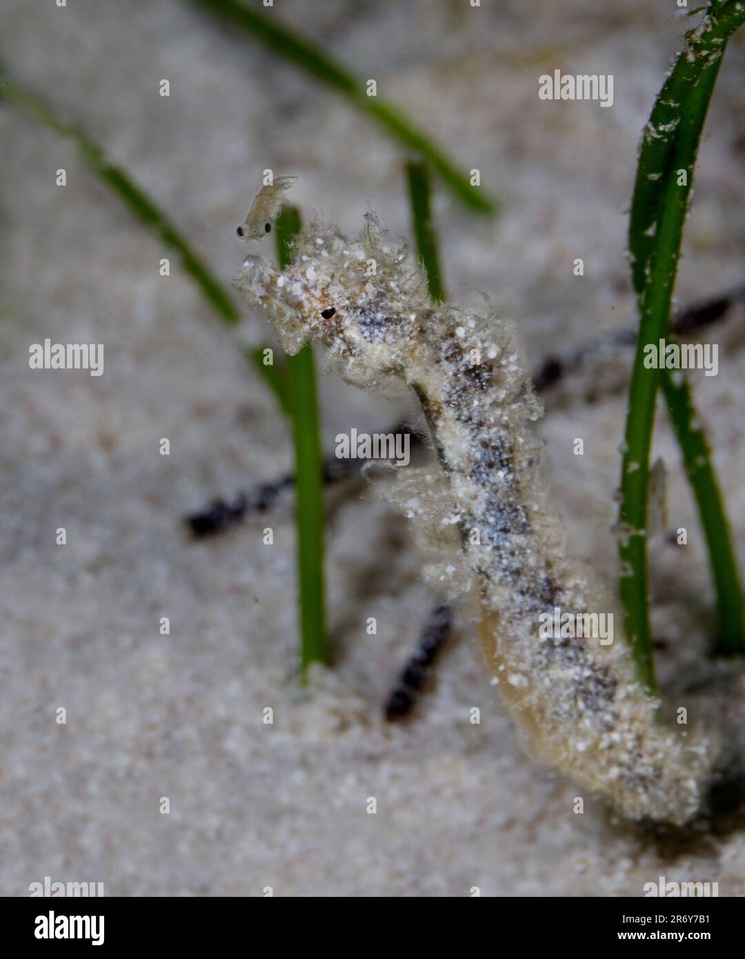 A camouflaged Pipehorse fish hides among the sea grass in the sandy atoll floor of the Belize Barrier Reef Stock Photo
