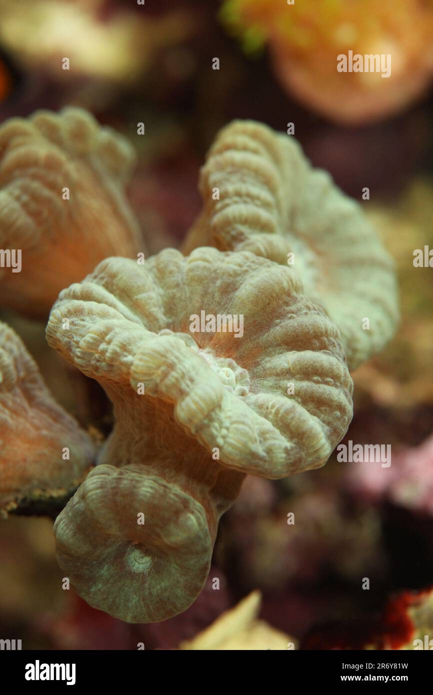 Coral group in marine reef aquarium Stock Photo