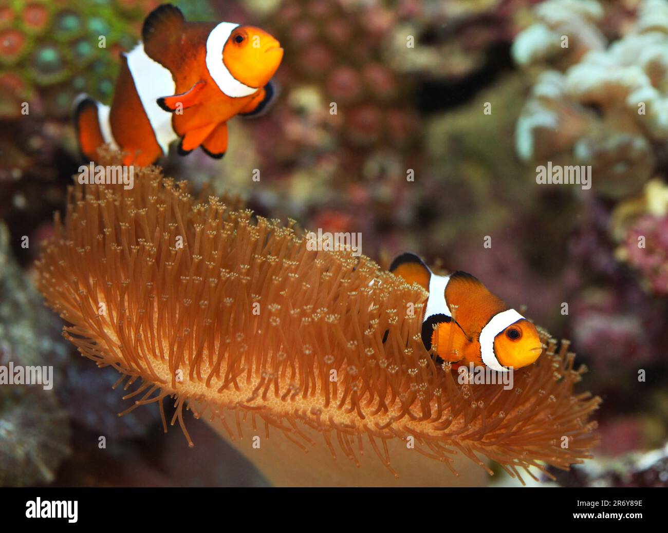 Percula clownfish [ Amphiprion percula ] on Leather coral in marine ...