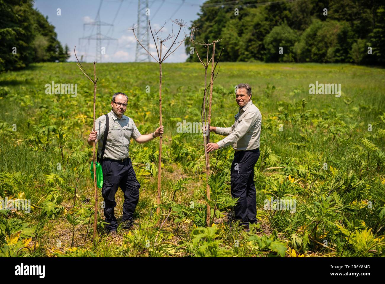Blaubeuren, Germany. 06th June, 2023. Daniel Nägele (l), Division Manager for Forest Nature Conservation at Forst BW, and Thomas Herrmann, Fortbezirksleiter at Forst BW, stand in a meadow infested with the giant hogweed plant. They hold dead plants in their hands to illustrate how large the giant hogweed can grow. The sap of the plant is dangerous and can cause burns on the skin. (to dpa 'Giant hogweed brings problems for flora and fauna') Credit: Christoph Schmidt/dpa/Alamy Live News Stock Photo