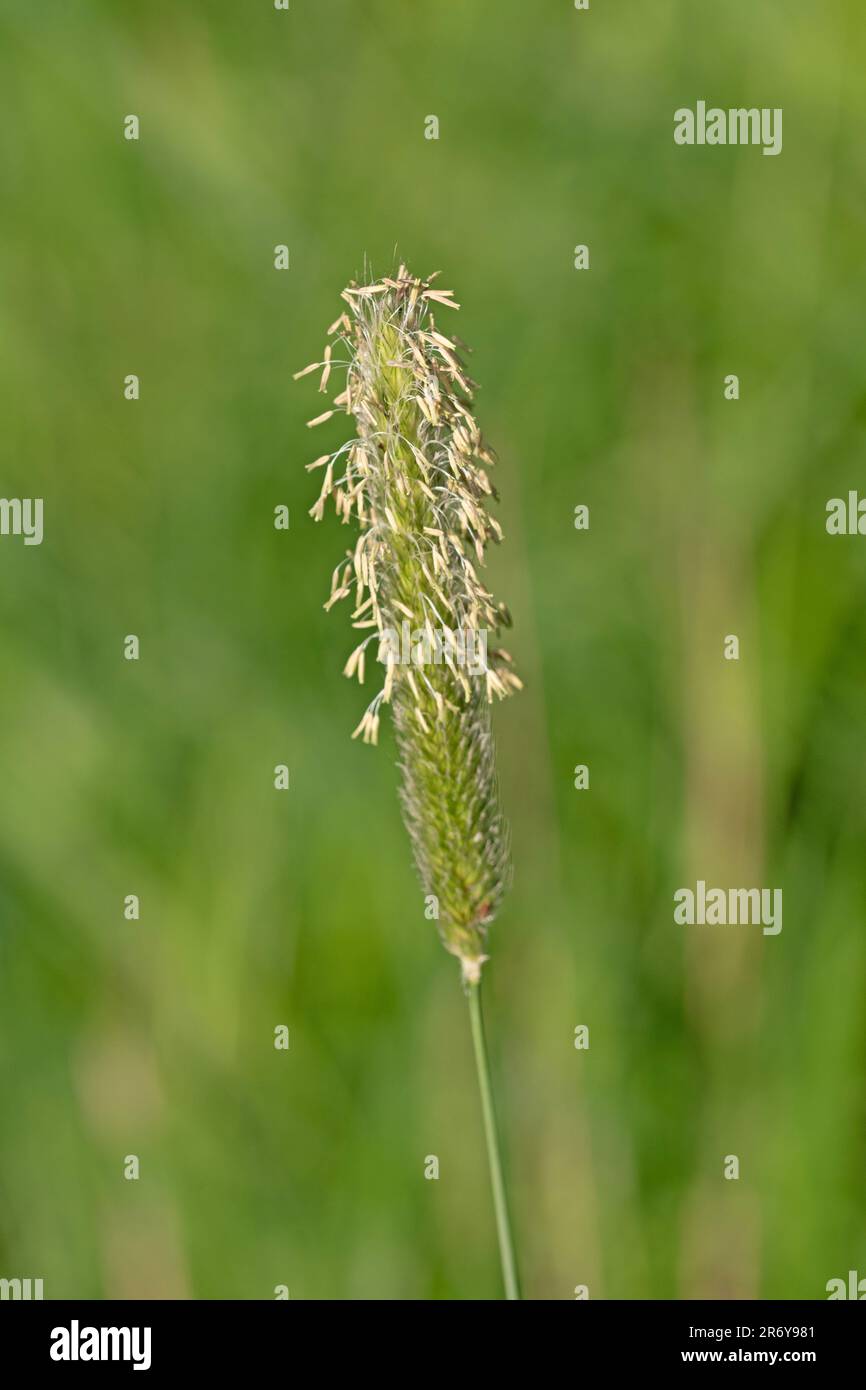 Close up macro image of meadow foxtail grass, early spring. Alopecurus pratensis Stock Photo