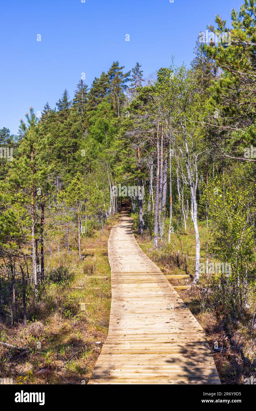 Wooden walkway in a forest Stock Photo