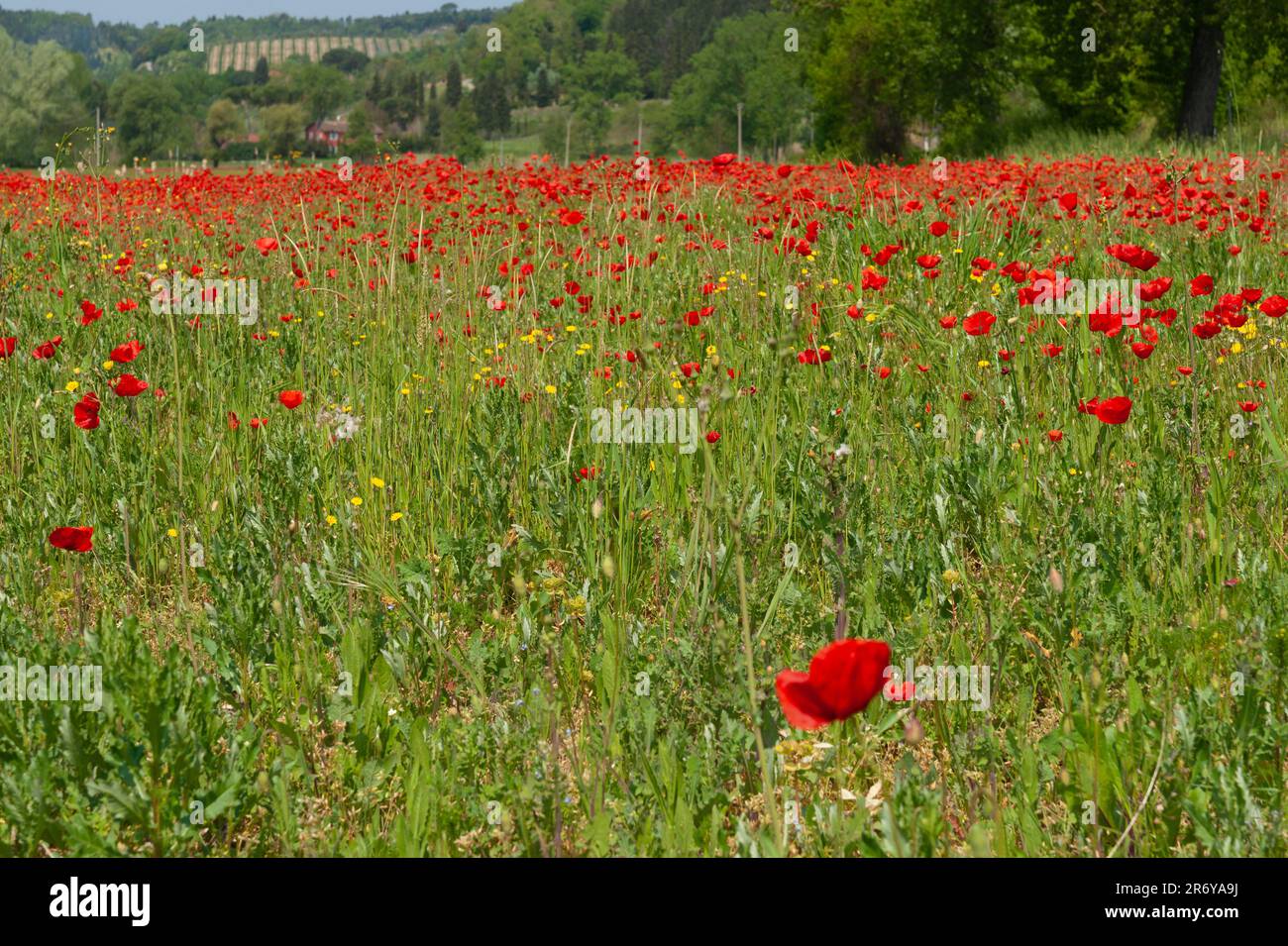 Traditional bright floral red poppy field in rural Italy Stock Photo ...