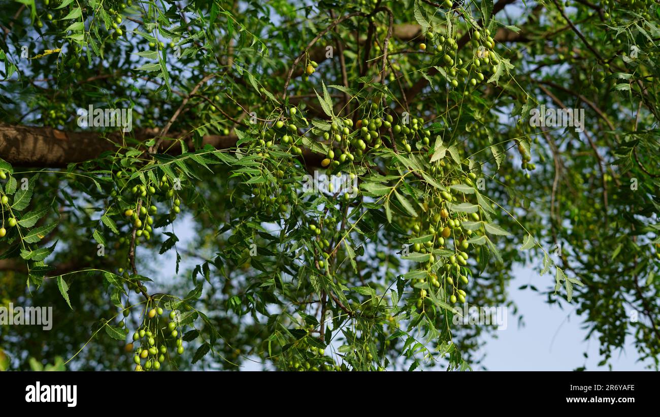 Neem plant hires stock photography and images Alamy