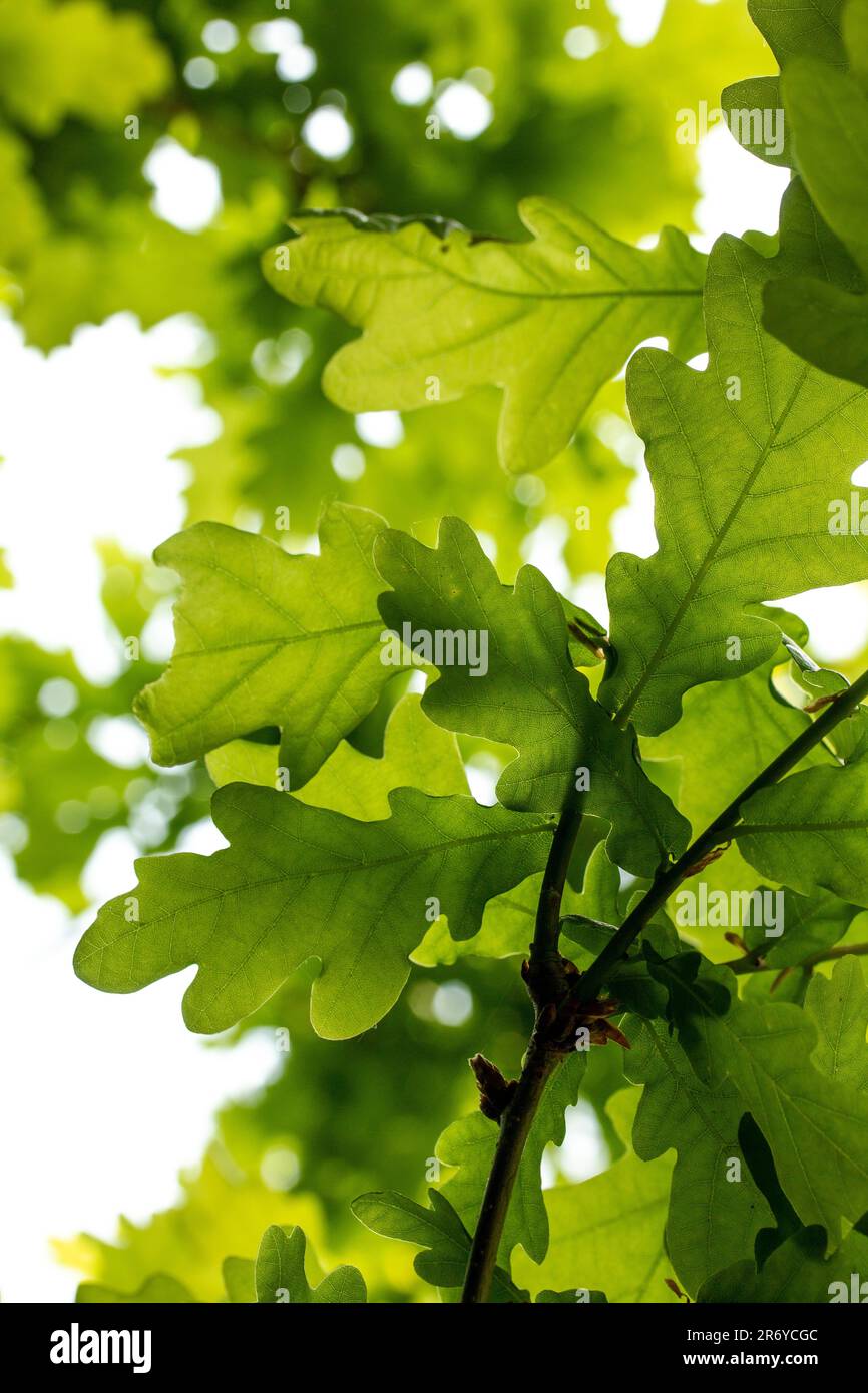 Lush green leaves extend hi-res stock photography and images - Alamy