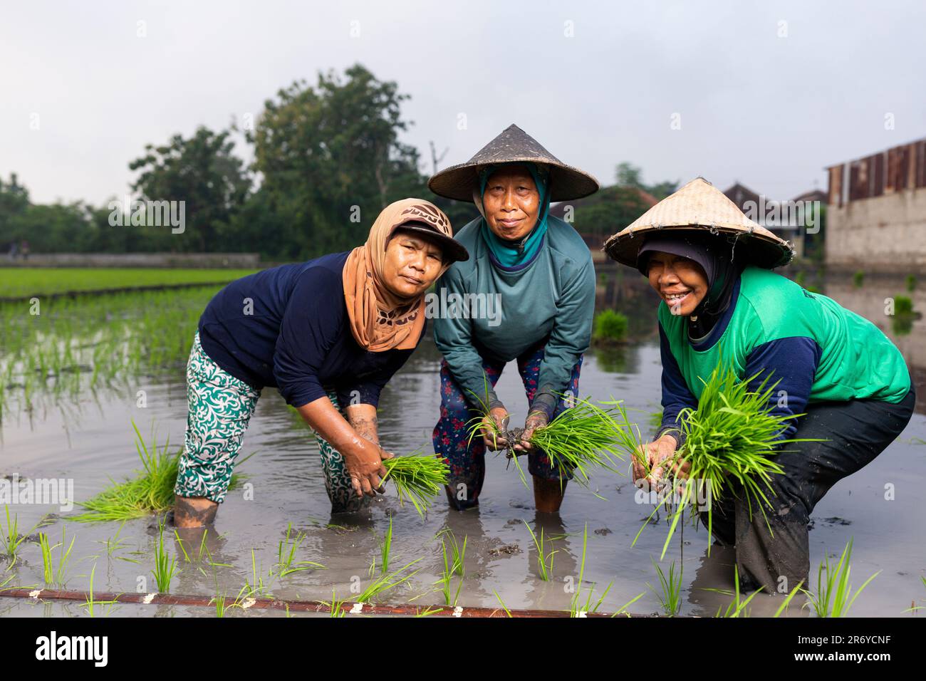 Rice planting central java hi-res stock photography and images - Alamy