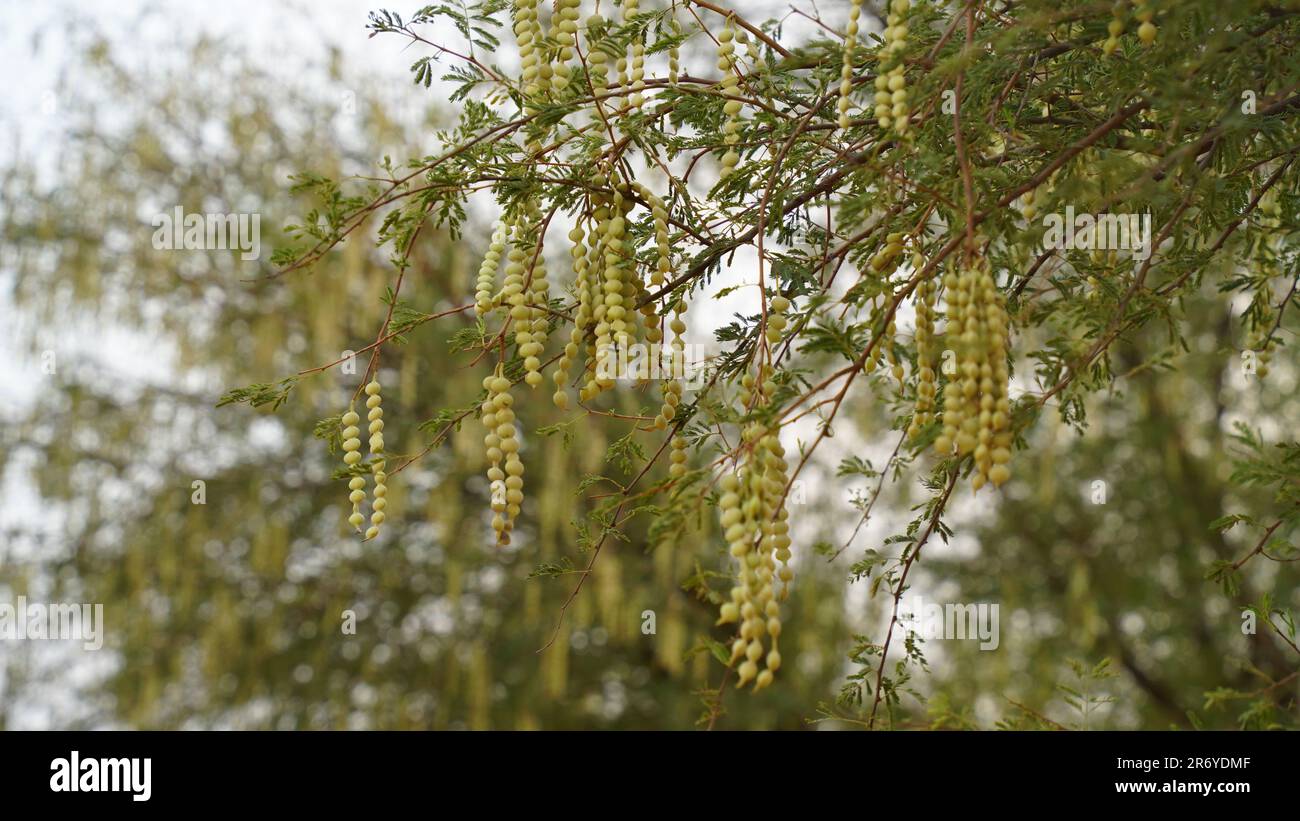 Pod of gum acacia Senegalia senegal. Vachellia nilotica commonly known as gum arabic tree, babul, thorn mimosa, Egyptian acacia or thorny acacia is a Stock Photo