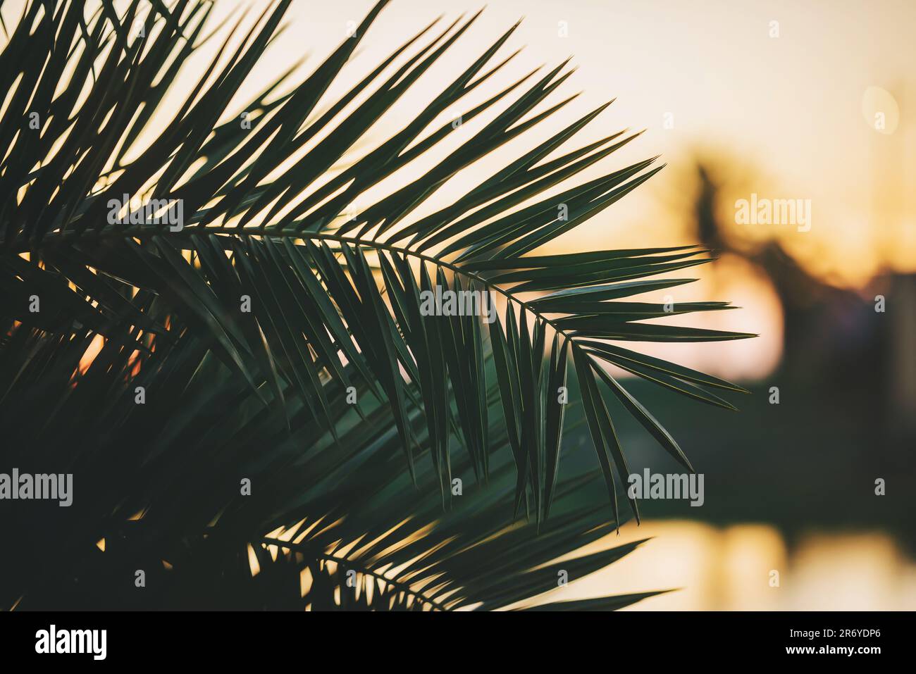 Palm tree branch in the evening Stock Photo