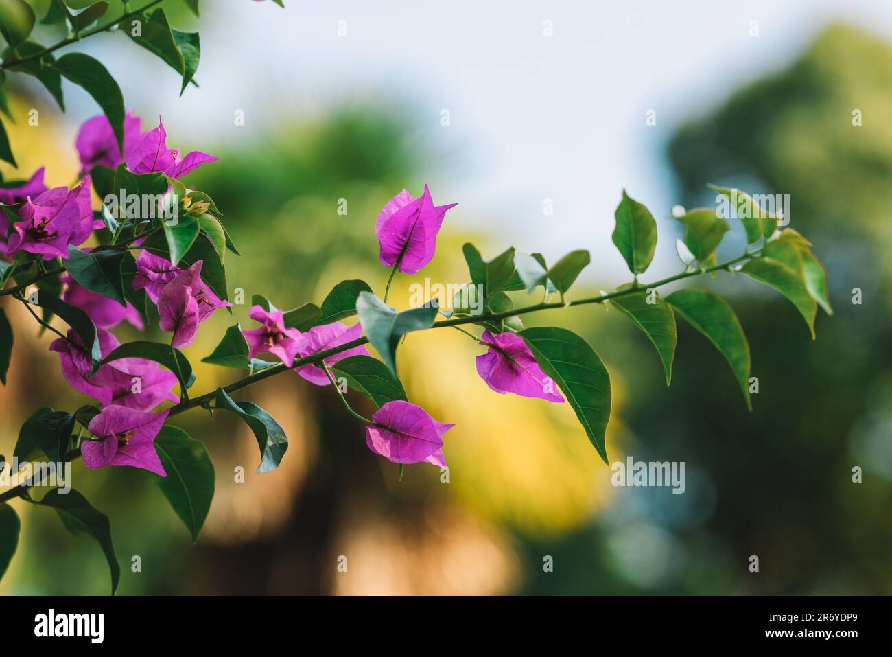 Vector watercolor leaves on hi-res stock photography and images - Alamy