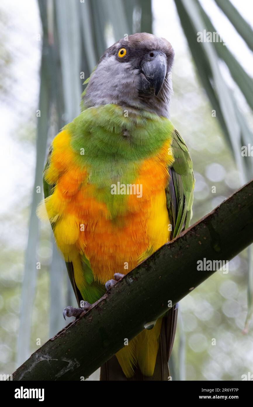 A vibrant bird perched atop a tree branch surveys its surrounding environment Stock Photo