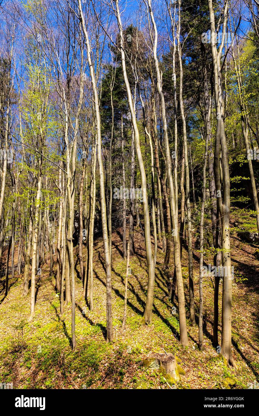 Spring forest thicket in Saspowska Valley nature park and reserve along Saspowka creek within Jura Krakowsko-Czestochowska Jurassic upland in Poland Stock Photo