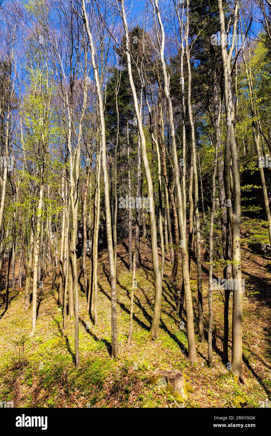spring-forest-thicket-in-saspowska-valley-nature-park-and-reserve-along