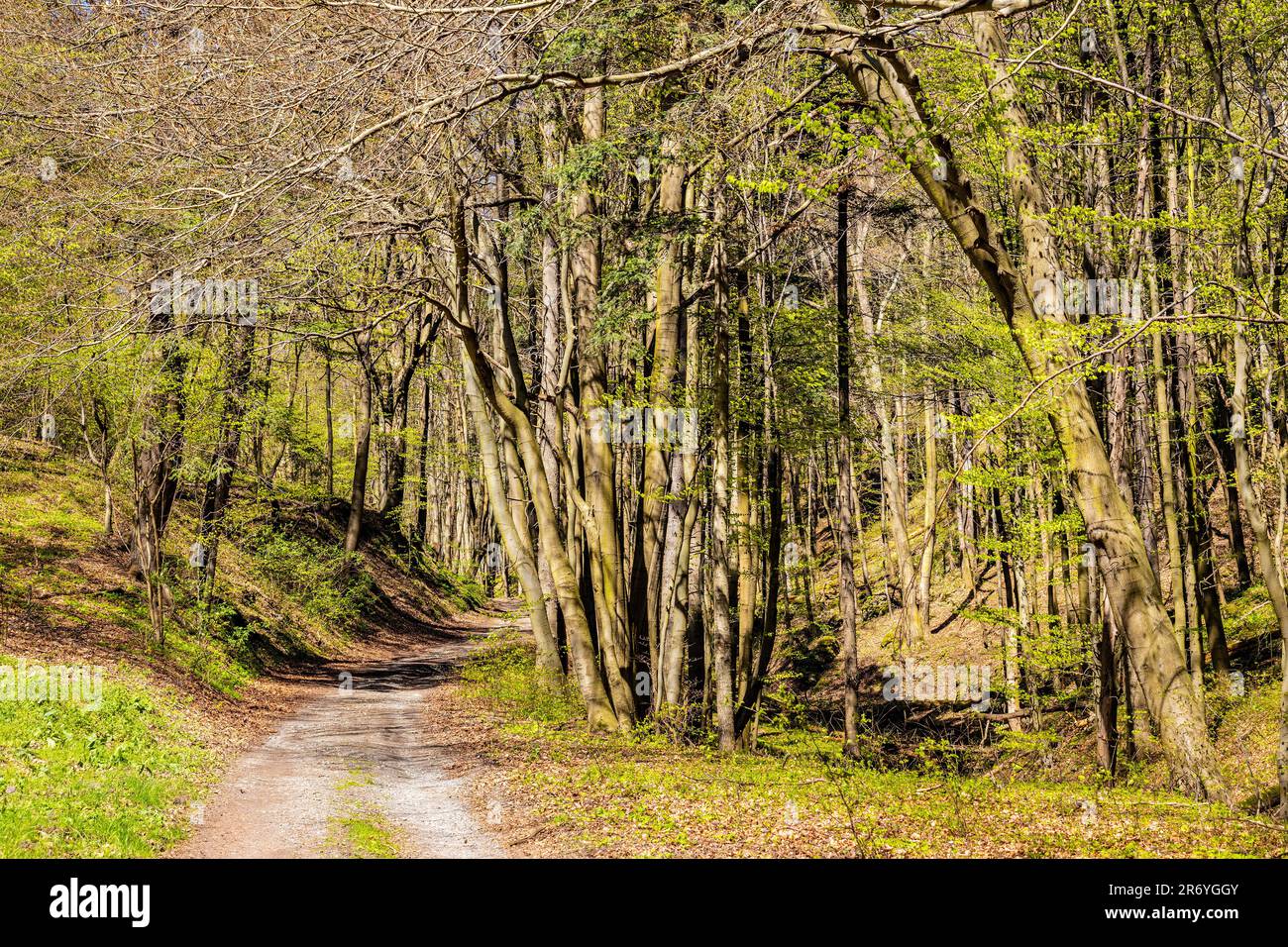 Saspowska Valley nature park and reserve along Saspowka creek in spring season within Jura Krakowsko-Czestochowska Jurassic upland in Lesser Poland Stock Photo