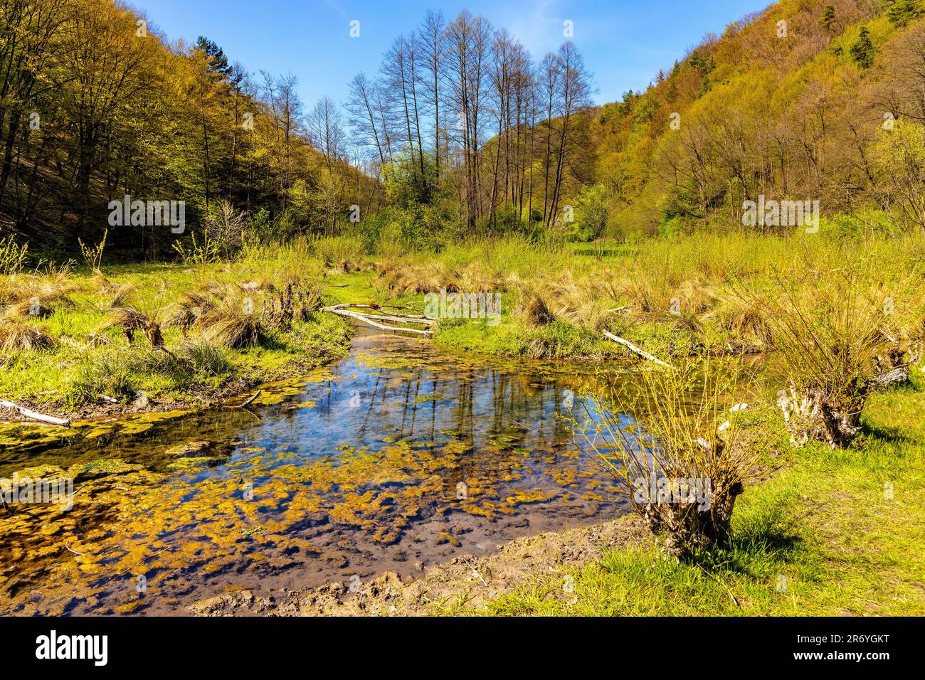 Saspowka creek in Saspowska Valley nature park and reserve in spring season within Jura Krakowsko-Czestochowska Jurassic upland in Lesser Poland Stock Photo