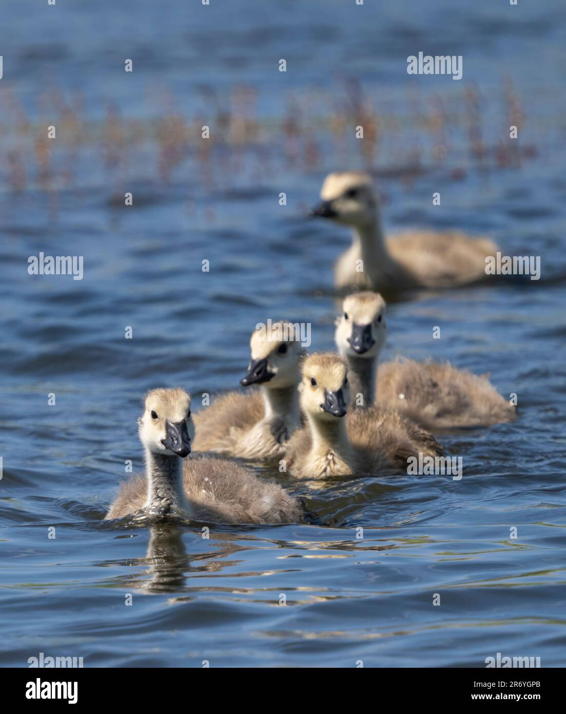 Five Canada Goose goslings, (Branta canadensis), on a lake in Fleetwood, Lancashire, UK Stock Photo