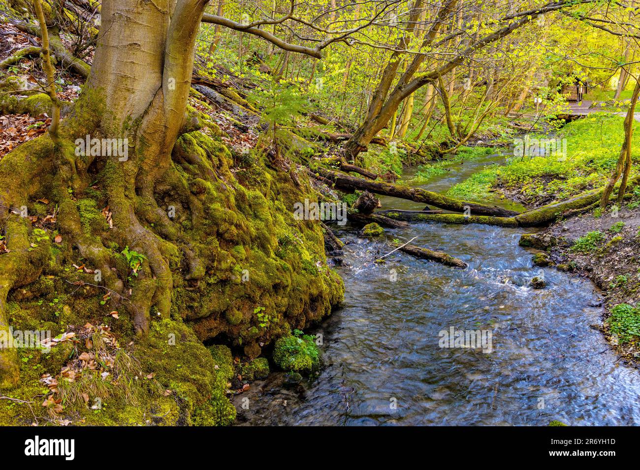 Saspowka creek in Saspowska Valley nature park and reserve in spring season within Jura Krakowsko-Czestochowska Jurassic upland in Lesser Poland Stock Photo