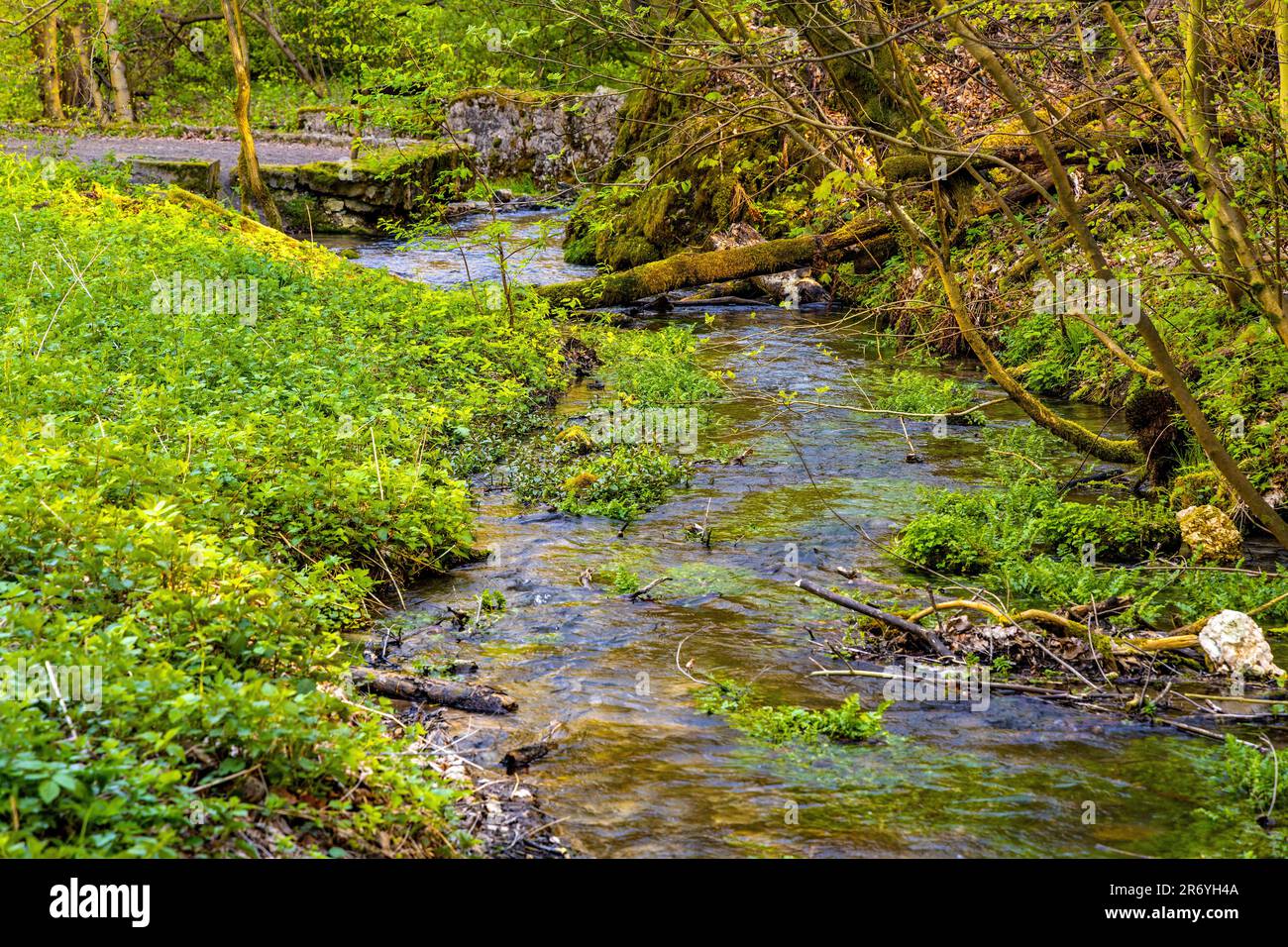 Saspowka creek in Saspowska Valley nature park and reserve in spring season within Jura Krakowsko-Czestochowska Jurassic upland in Lesser Poland Stock Photo