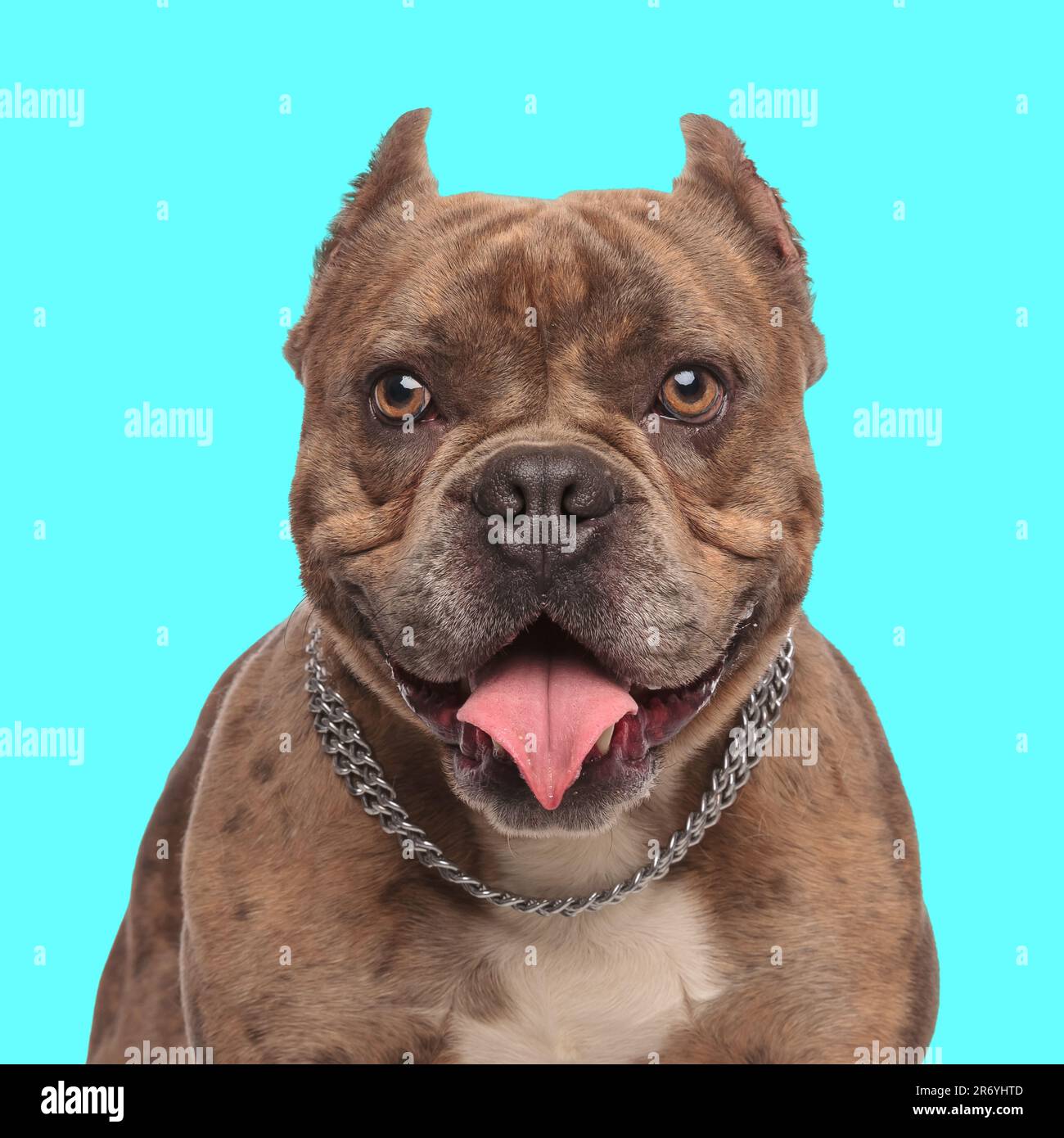 cute american bully dog with collar sticking out tongue and panting in