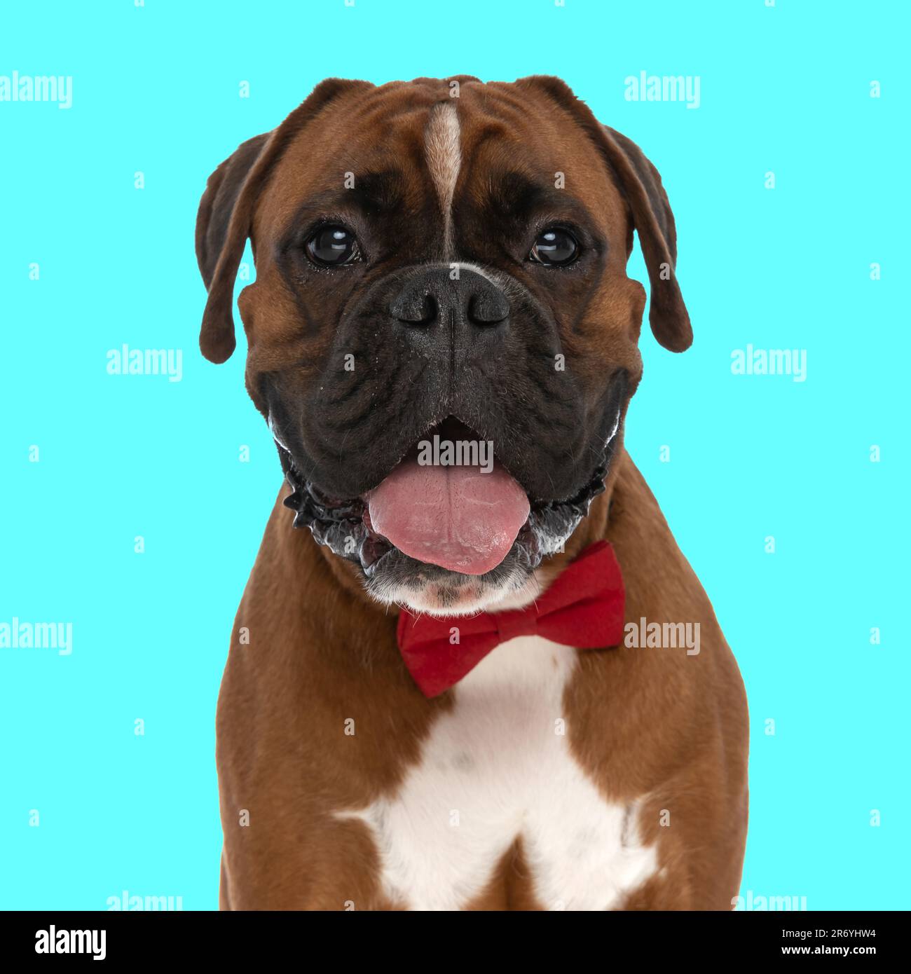portrait of adorable elegant boxer dog with red bowtie around neck