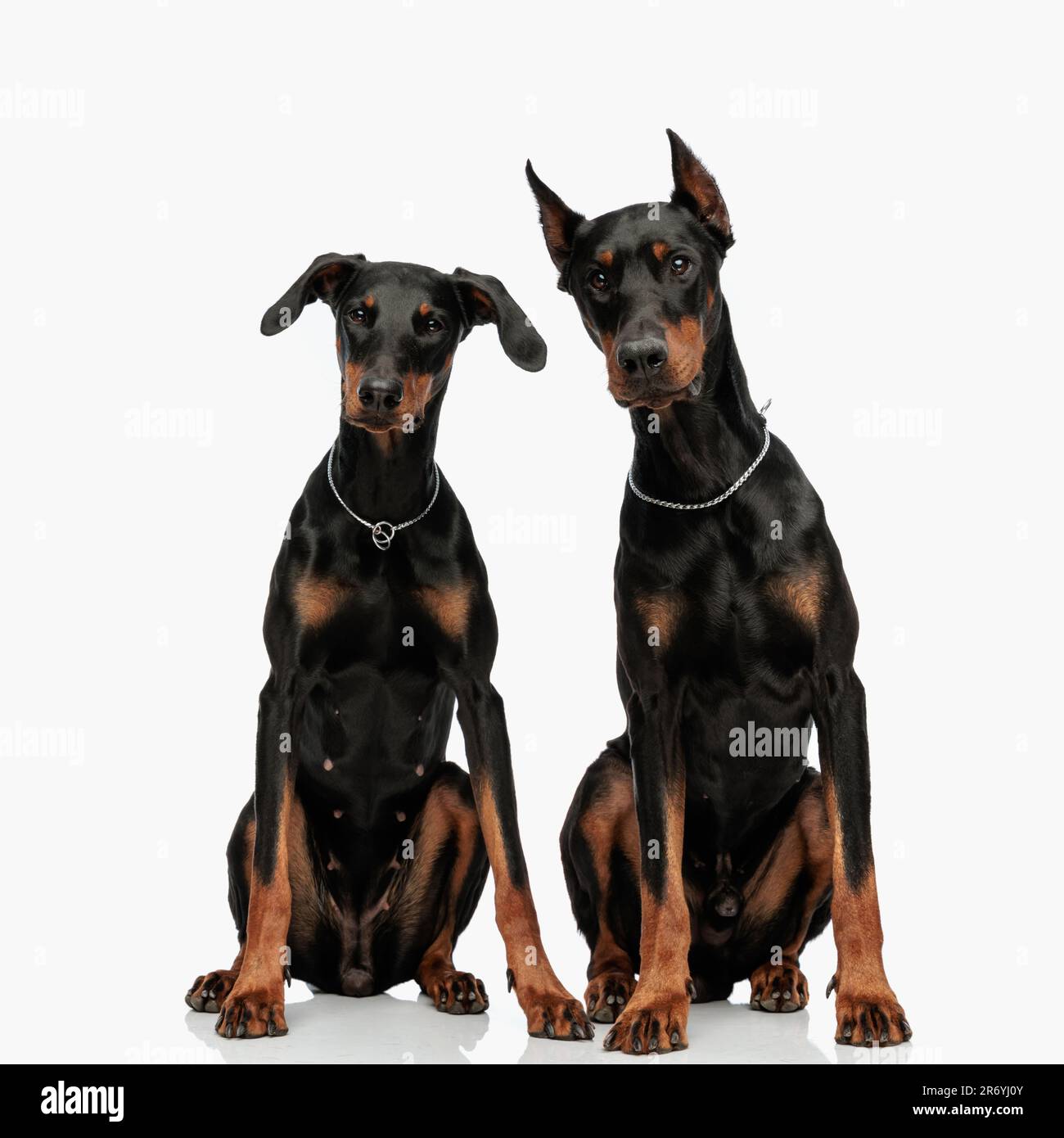 curious two dobermann puppies with silver collar looking forward and sitting in front of light grey background Stock Photo