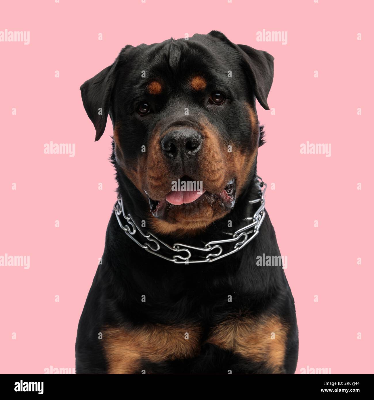 Rottweiler with pink collar hi-res stock photography and images - Alamy