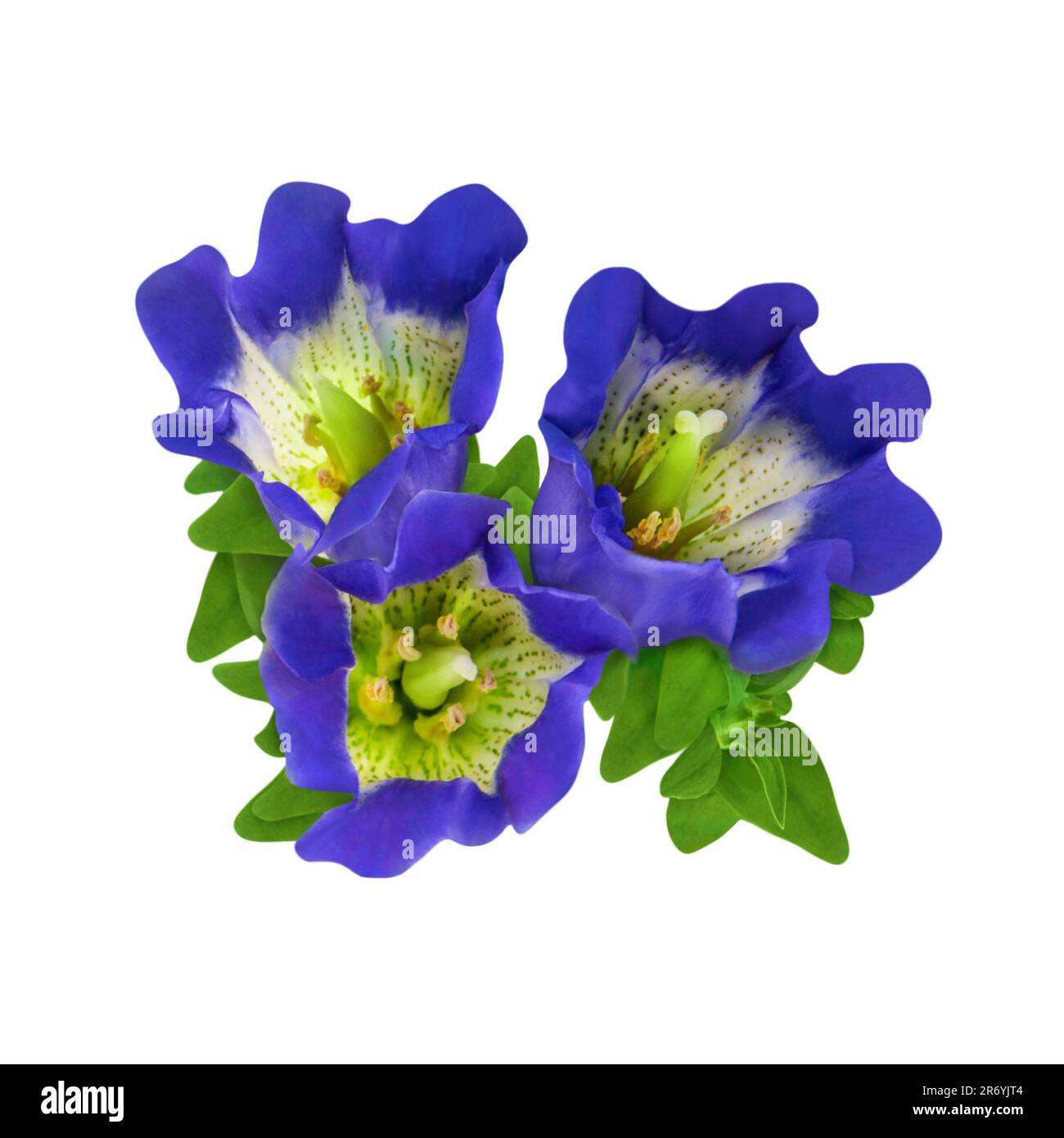 Gentian isolated on white background Stock Photo