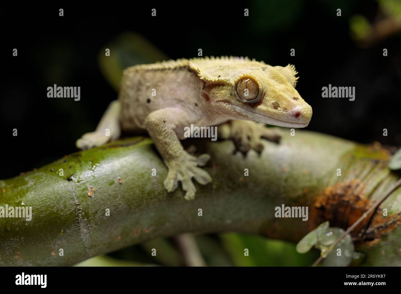Close-up of a gecko on a branch in terrarium. Stock Photo