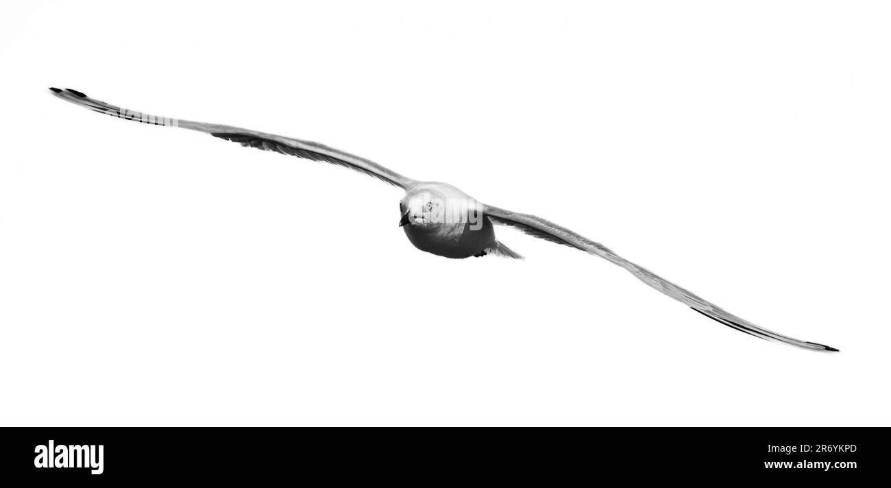 Monochrome image of single seagull on a white background Stock Photo ...