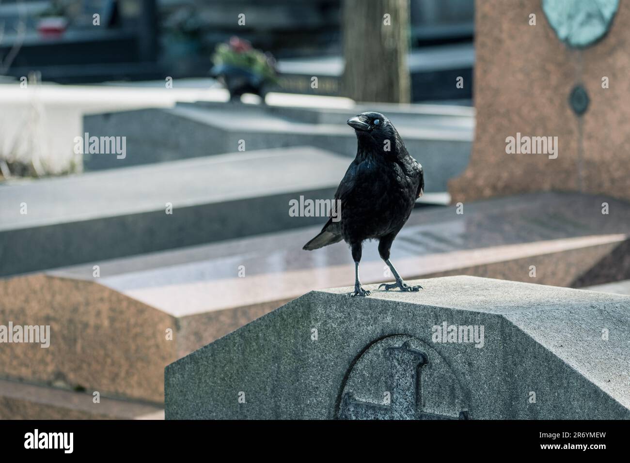 Crow on a grave Stock Photo