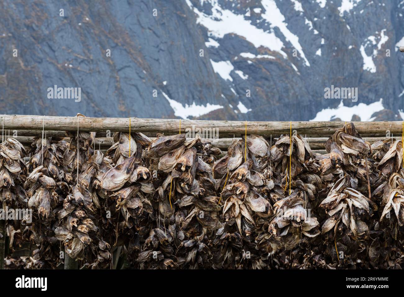 Stockfisch, Reine Lofoten, Norwegen Stock Photo - Alamy