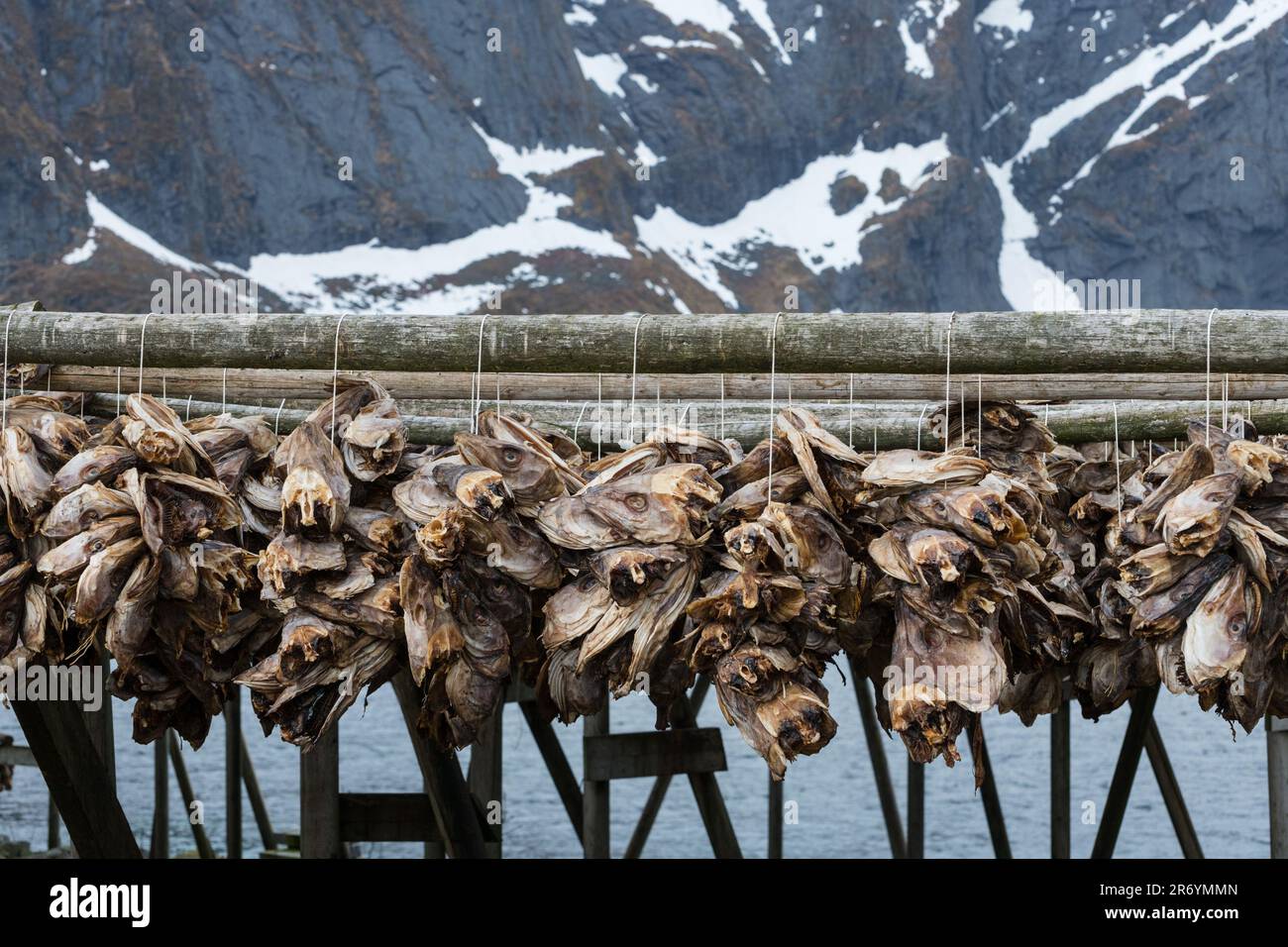 Stockfisch, Reine Lofoten, Norwegen Stock Photo - Alamy