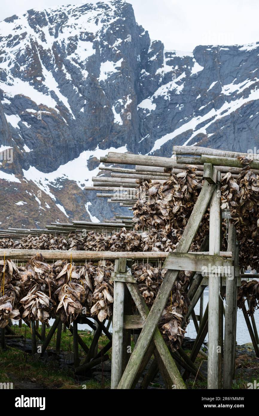 Stockfisch, Reine Lofoten, Norwegen Stock Photo - Alamy