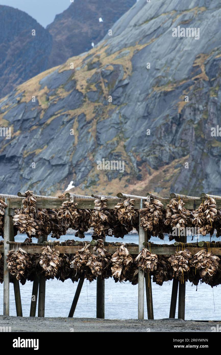 Stockfisch, Reine Lofoten, Norwegen Stock Photo - Alamy