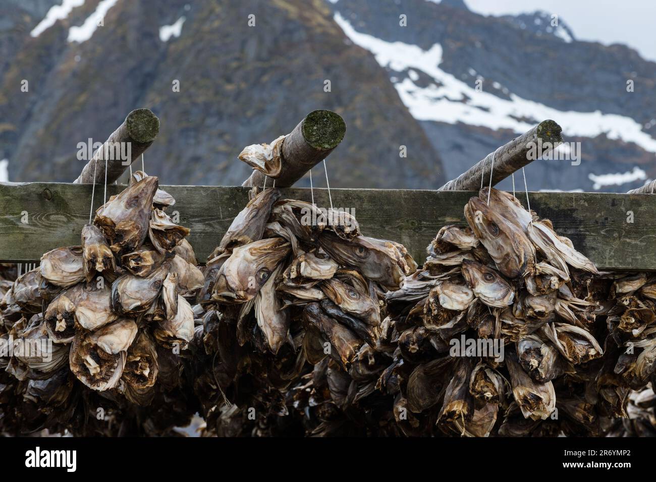 Stockfisch, Reine Lofoten, Norwegen Stock Photo - Alamy