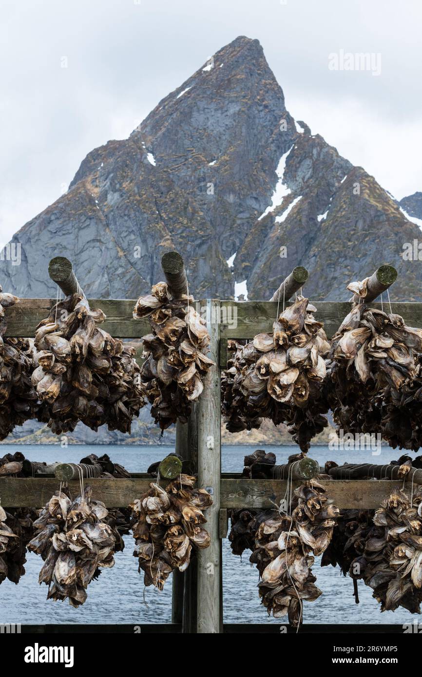 Stockfisch, Reine Lofoten, Norwegen Stock Photo - Alamy