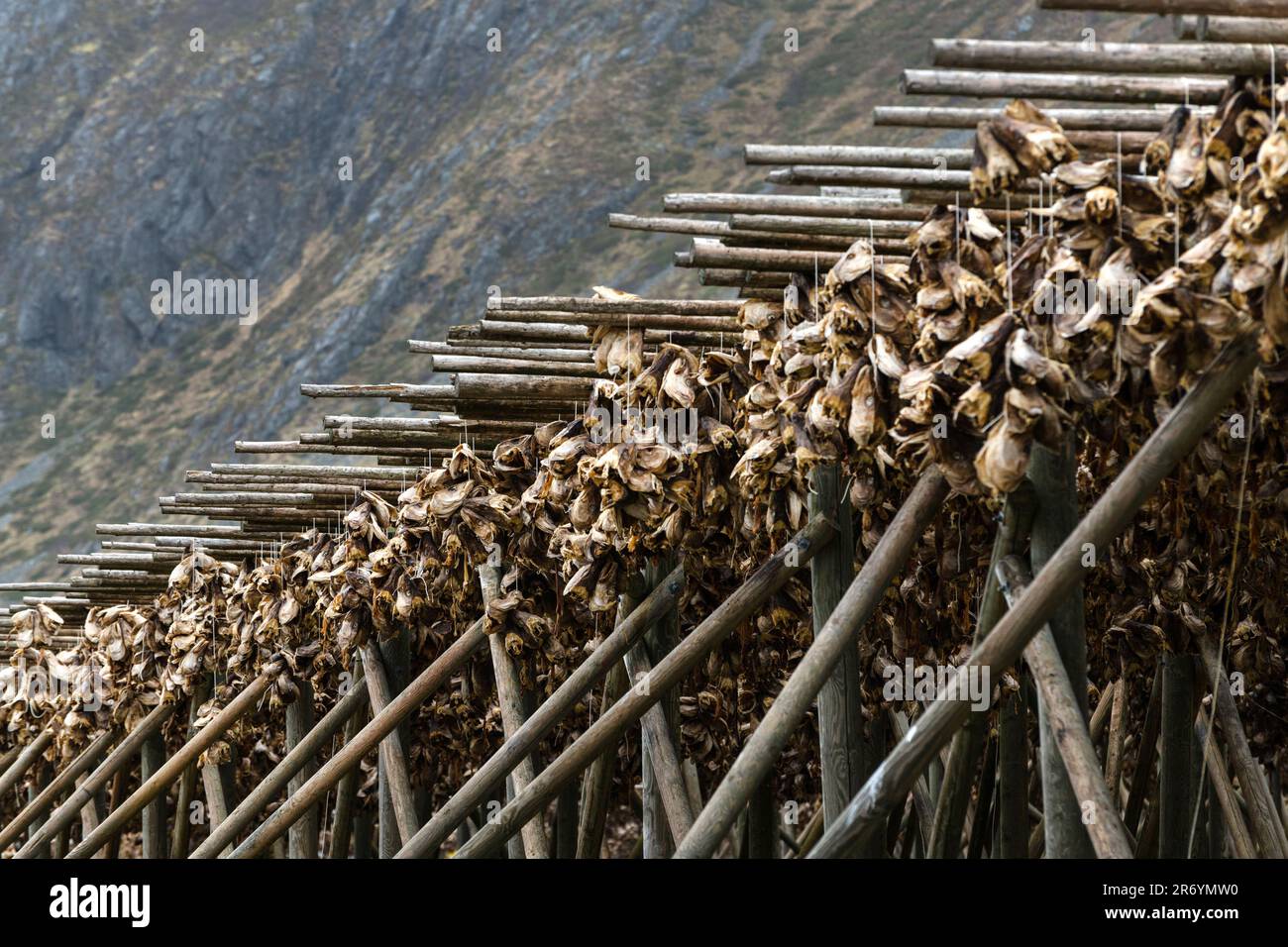 Stockfisch, Reine Lofoten, Norwegen Stock Photo - Alamy