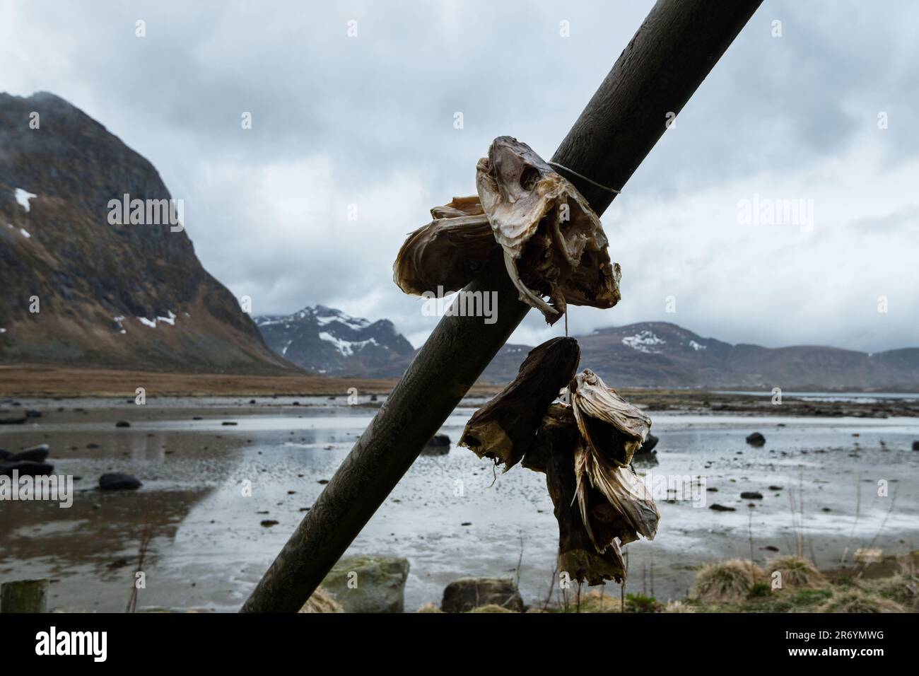 Stockfisch, Reine Lofoten, Norwegen Stock Photo - Alamy