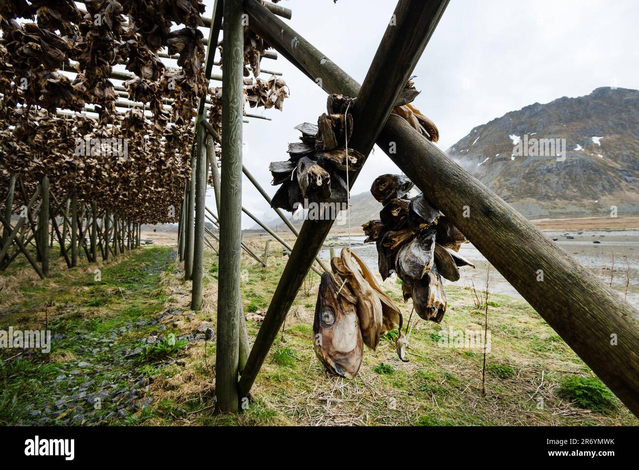 Stockfisch, Reine Lofoten, Norwegen Stock Photo - Alamy