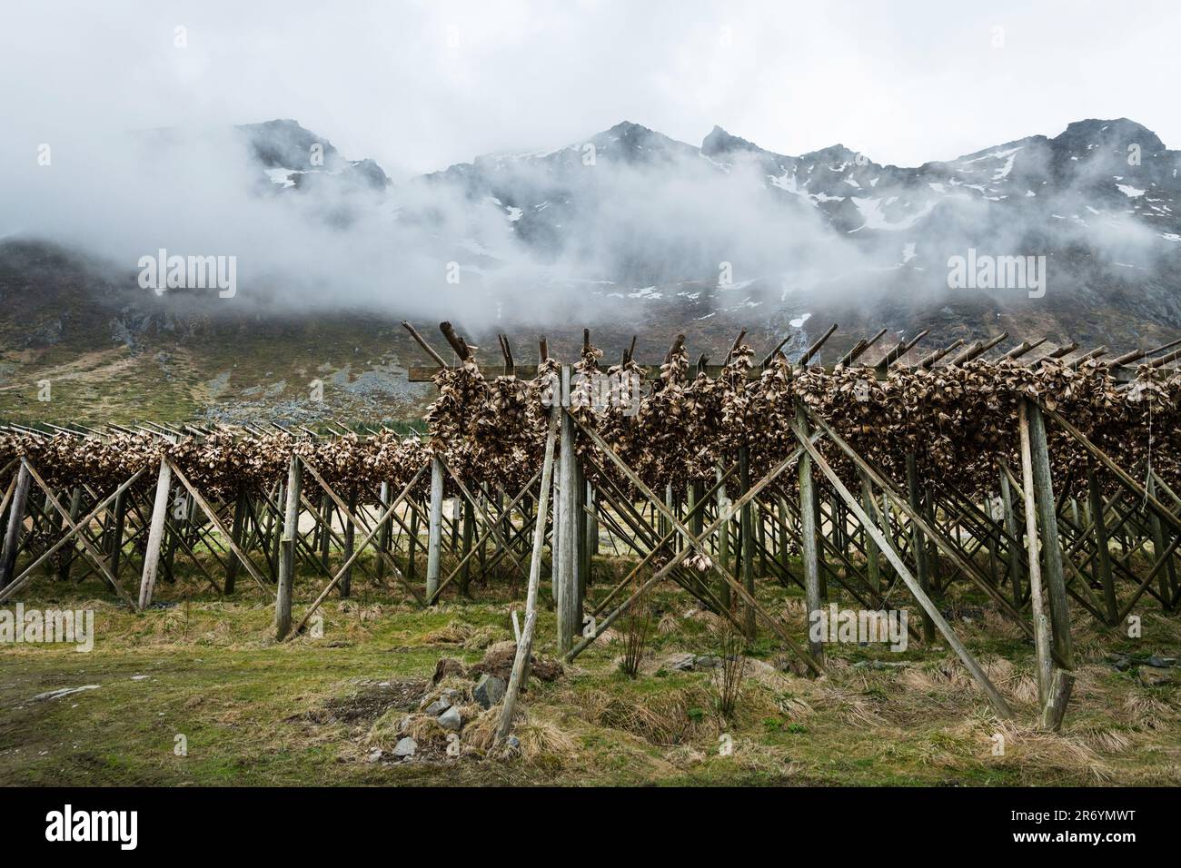 Stockfisch, Reine Lofoten, Norwegen Stock Photo - Alamy